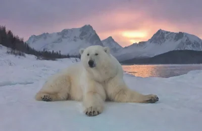 Un paisaje helado y majestuoso con un oso polar
